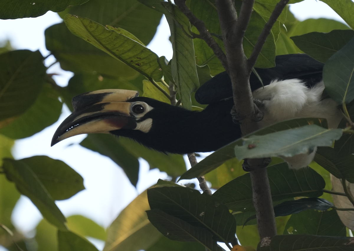 Oriental Pied-Hornbill - ML647551809