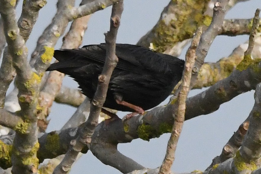 Étourneau unicolore - ML647551814