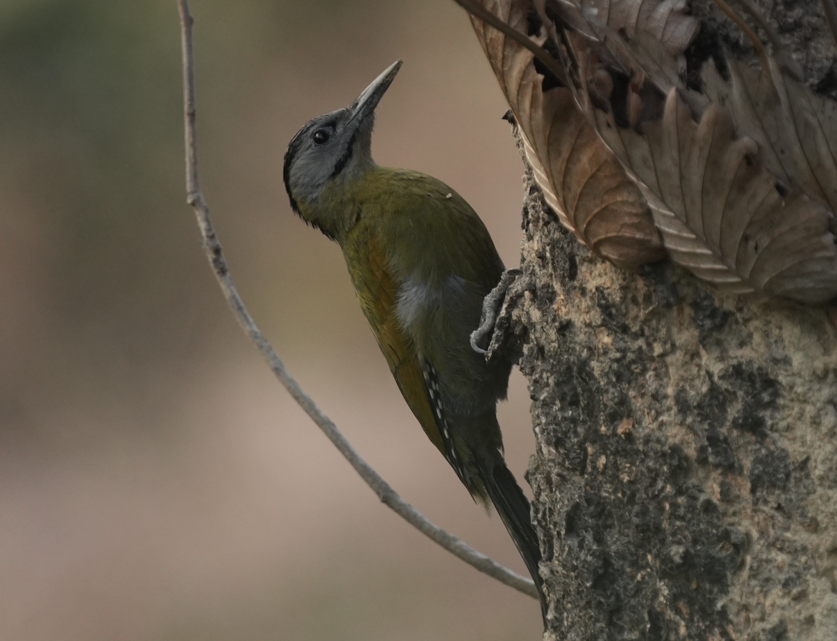 Gray-headed Woodpecker - ML647551815