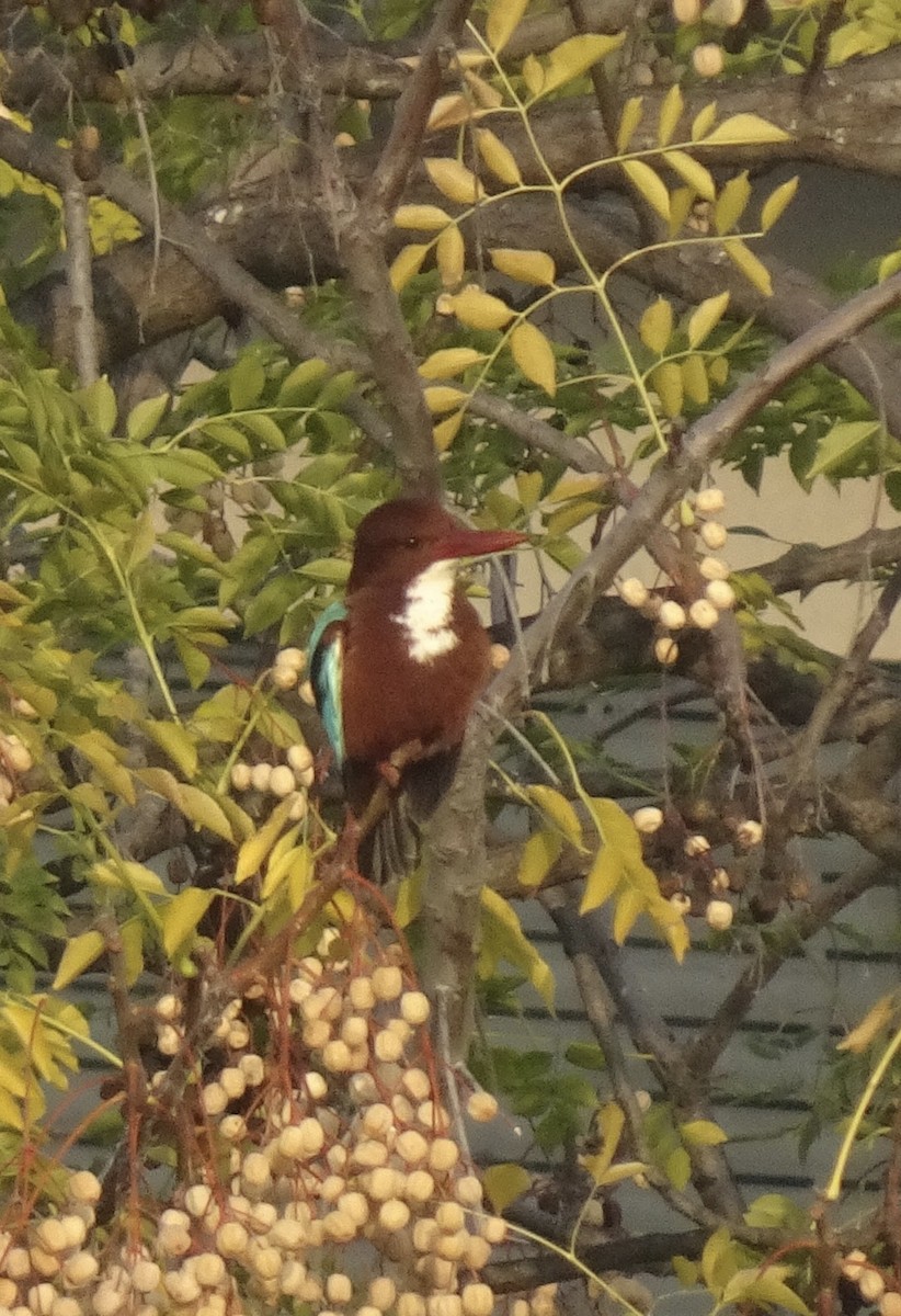 White-throated Kingfisher - ML647551816