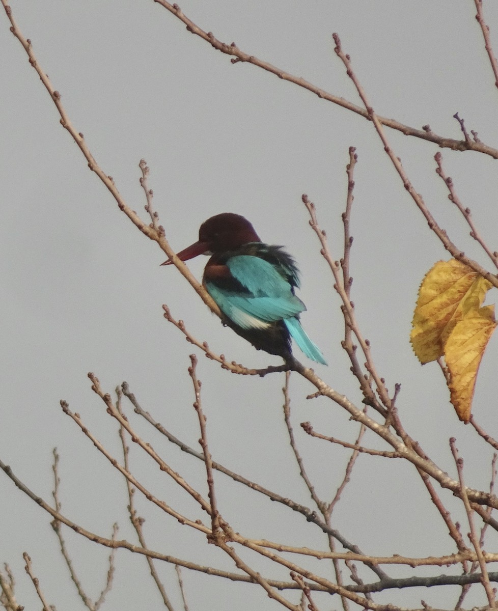 White-throated Kingfisher - ML647551817
