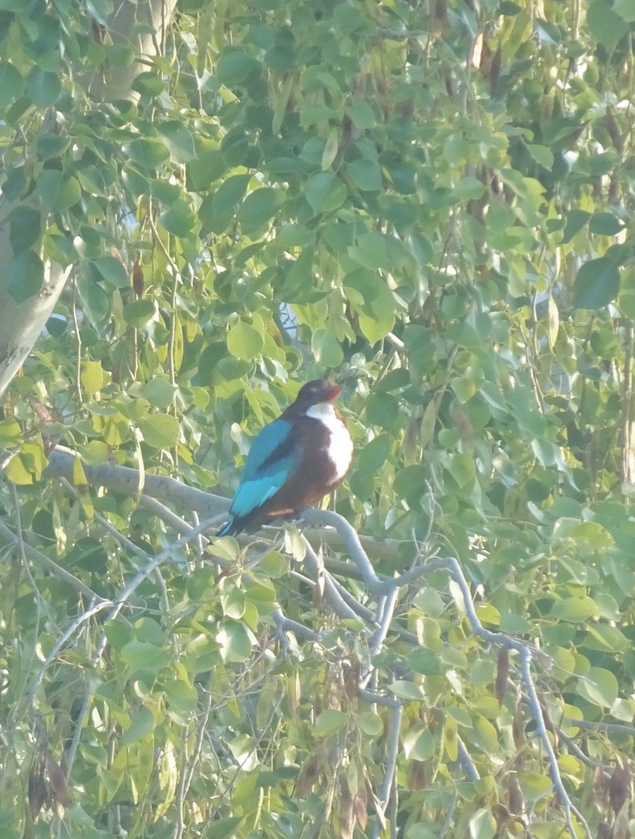 White-throated Kingfisher - ML647551818