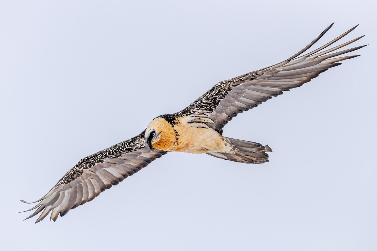 Bearded Vulture - ML647551823
