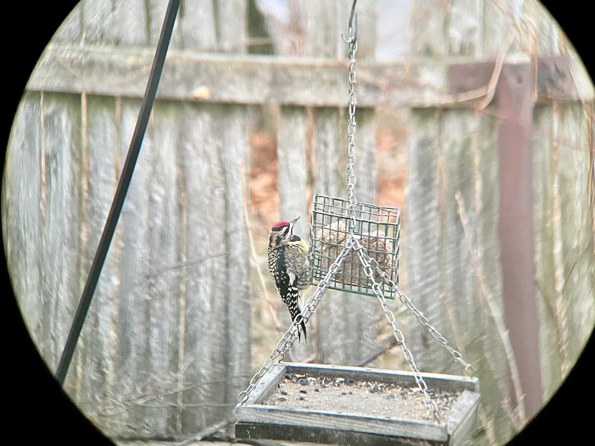 Yellow-bellied Sapsucker - ML647551824