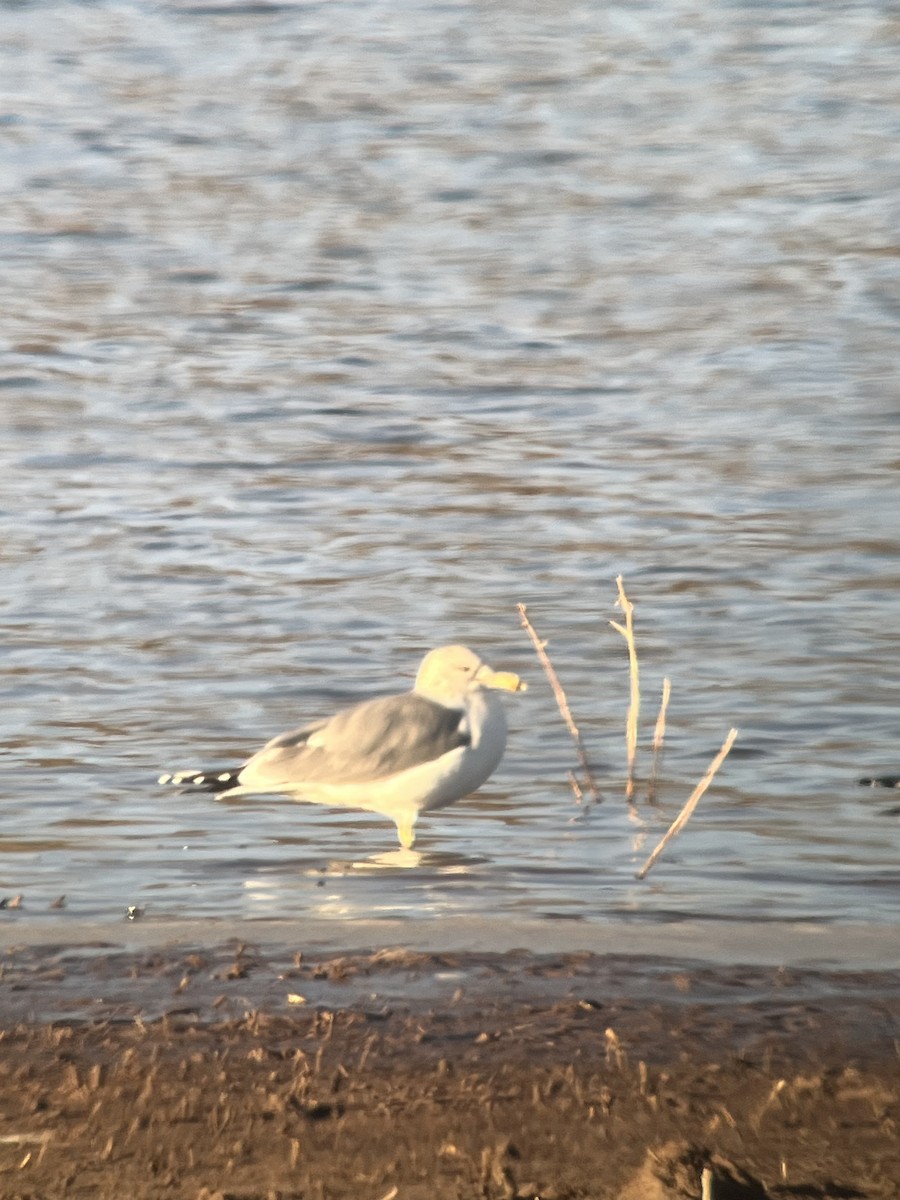 California Gull - ML647551825