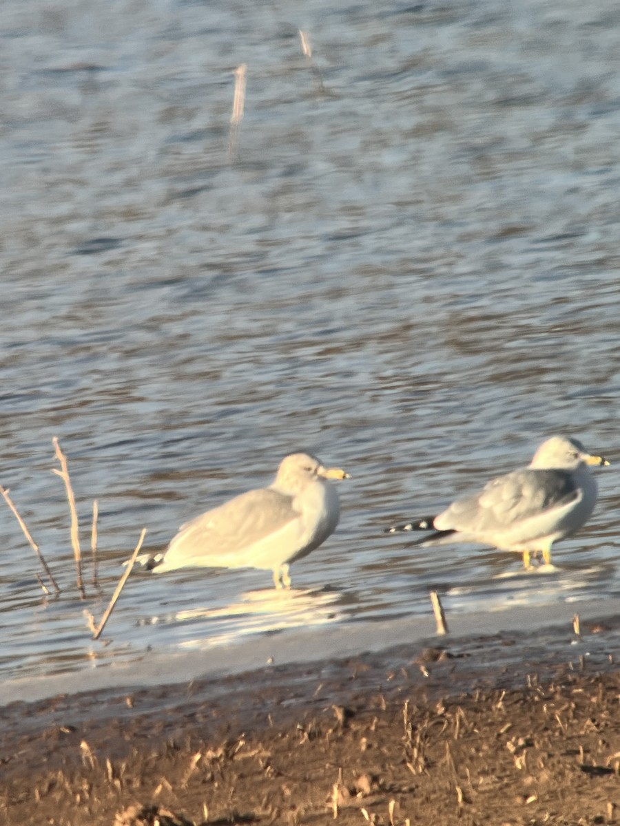 California Gull - ML647551826