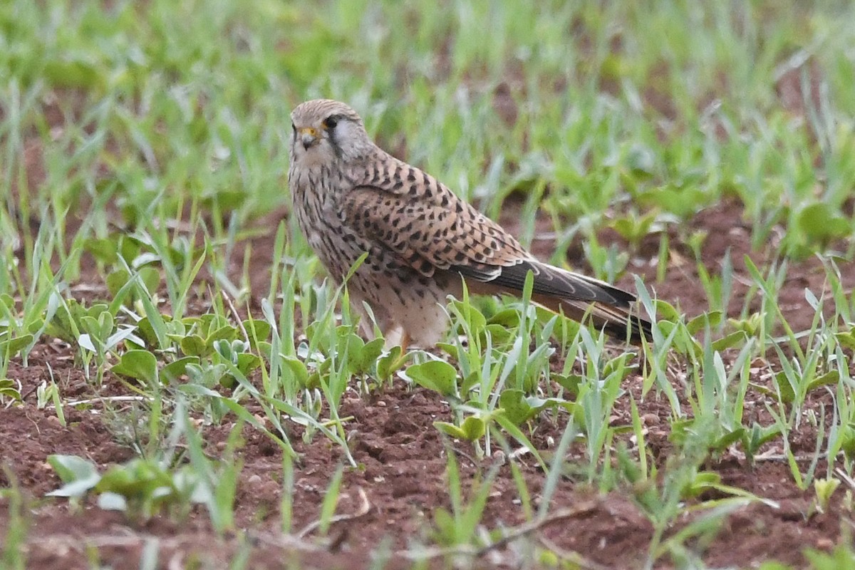Eurasian Kestrel - ML647551828