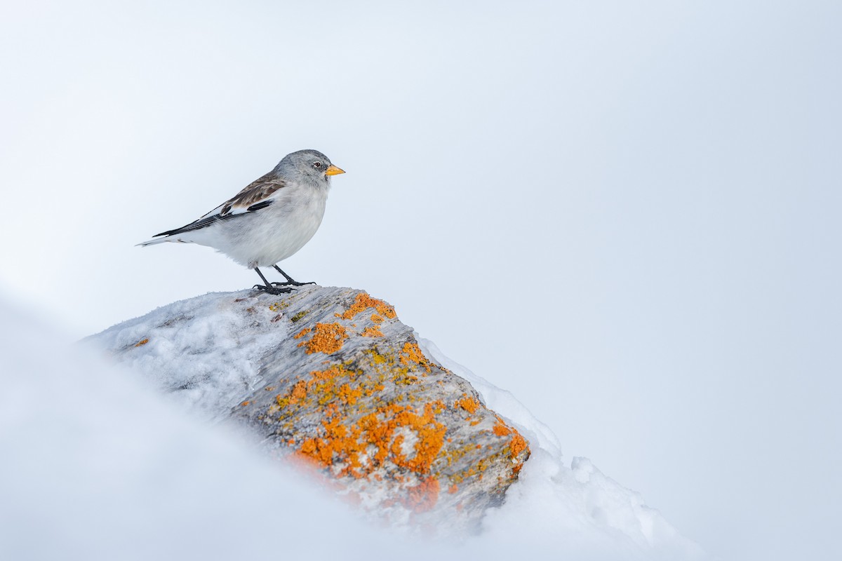 White-winged Snowfinch - ML647551829