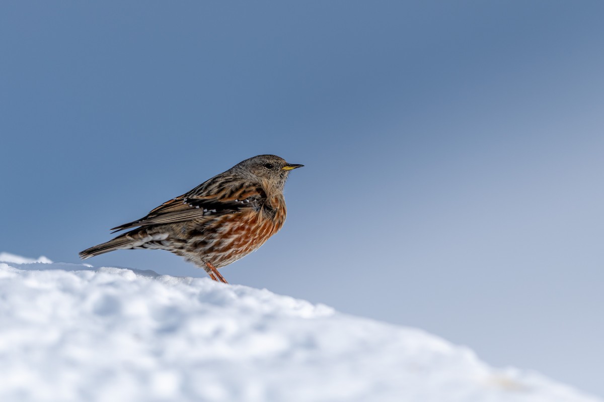 Alpine Accentor - ML647551833