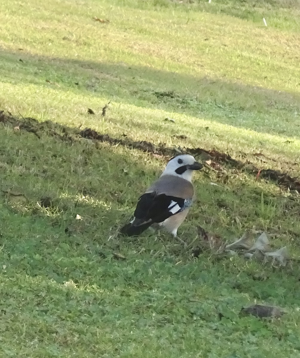 Eurasian Jay - ML647551834