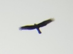 Pied Harrier - ML647551835