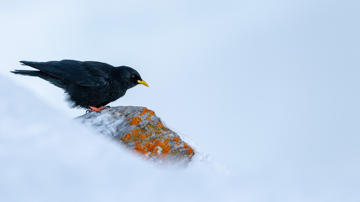 Yellow-billed Chough - ML647551836