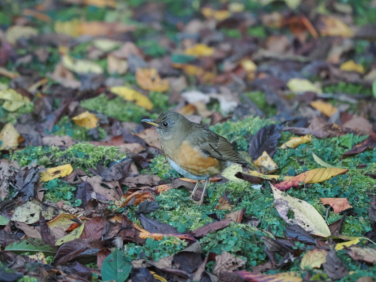 Brown-headed Thrush - ML647551838