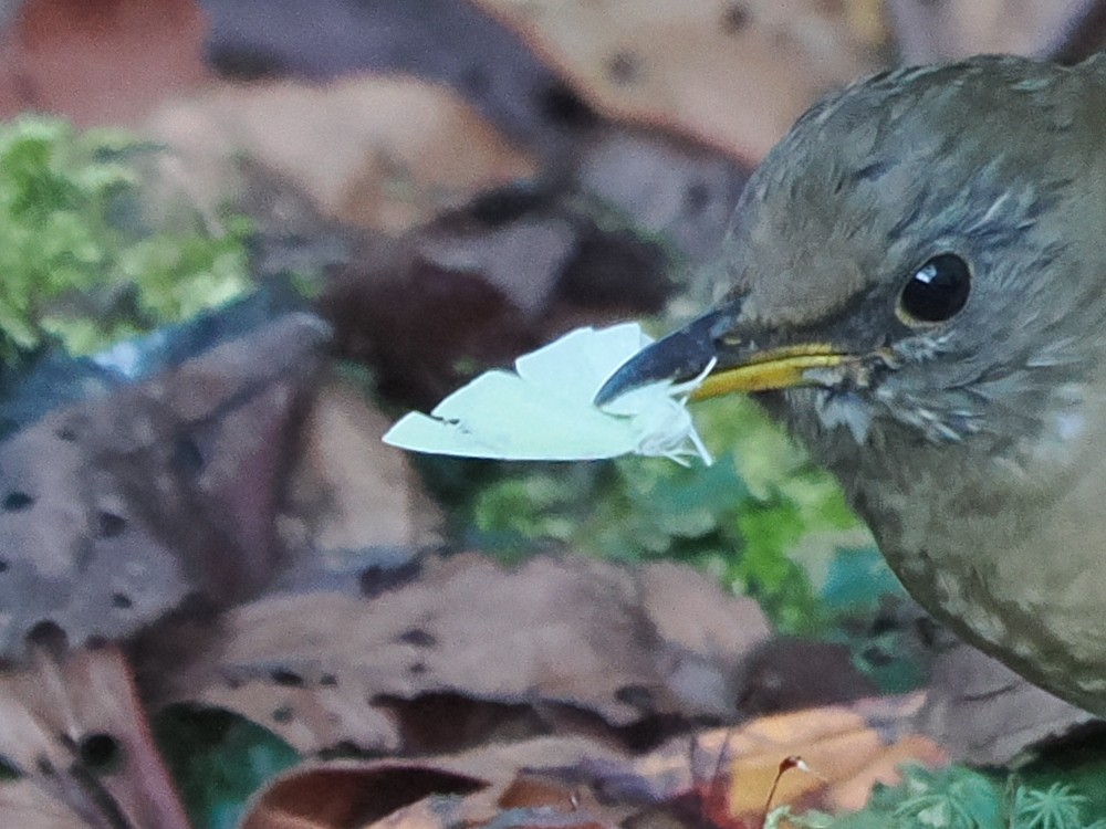 Brown-headed Thrush - ML647551842