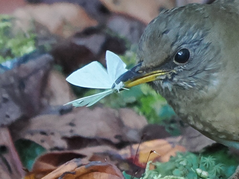 Brown-headed Thrush - ML647551843
