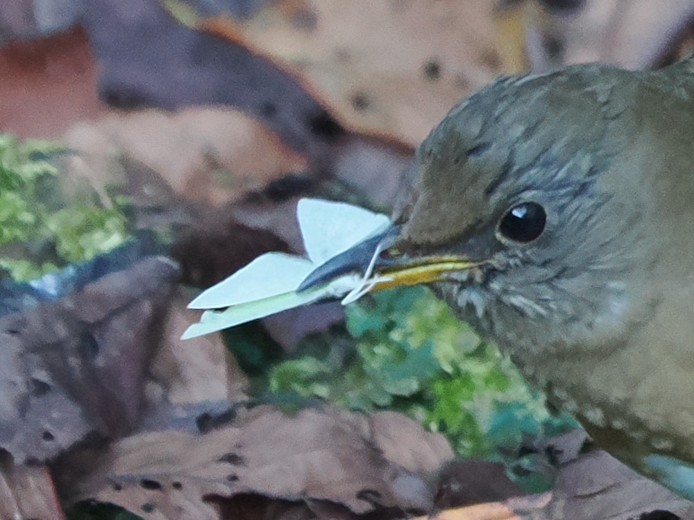 Brown-headed Thrush - ML647551844