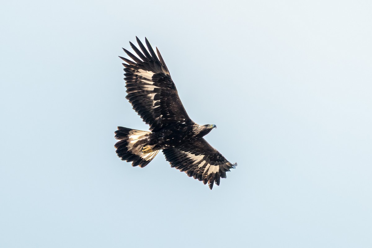 Golden Eagle - ML647551845