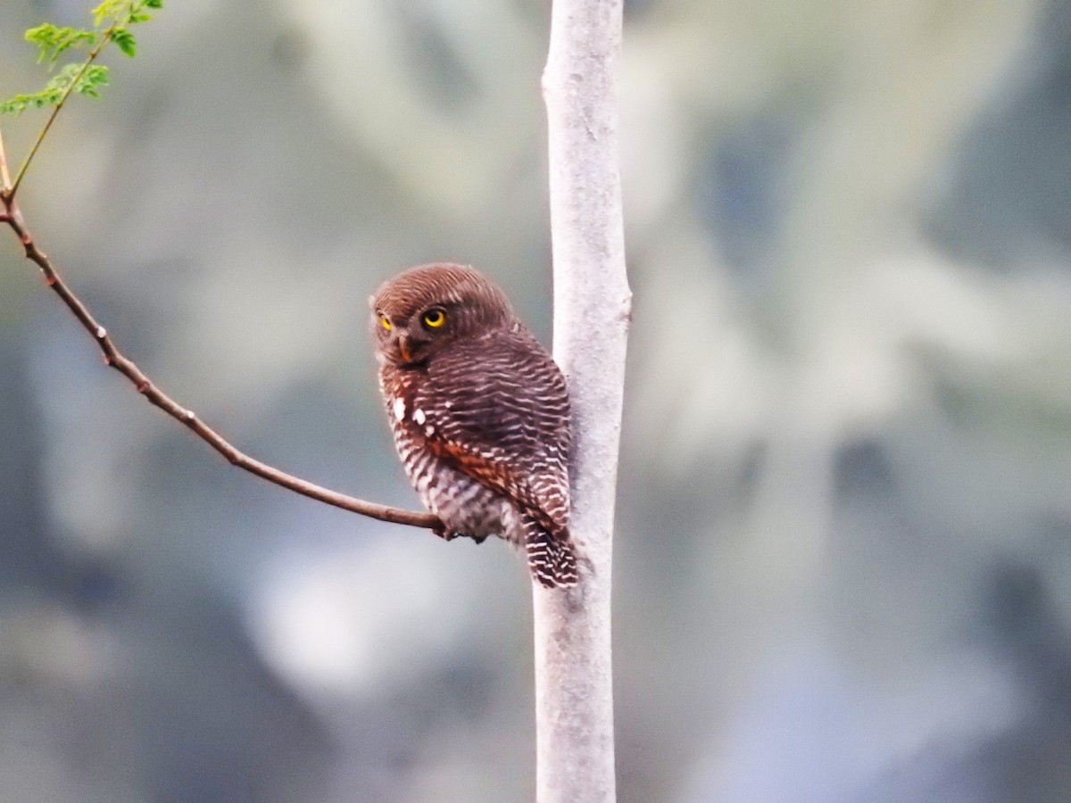 Jungle Owlet - ML647551846