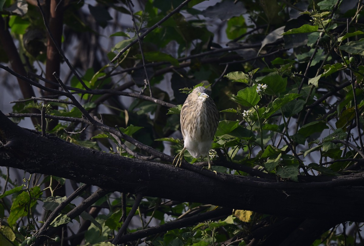 Indian Pond-Heron - ML647551848