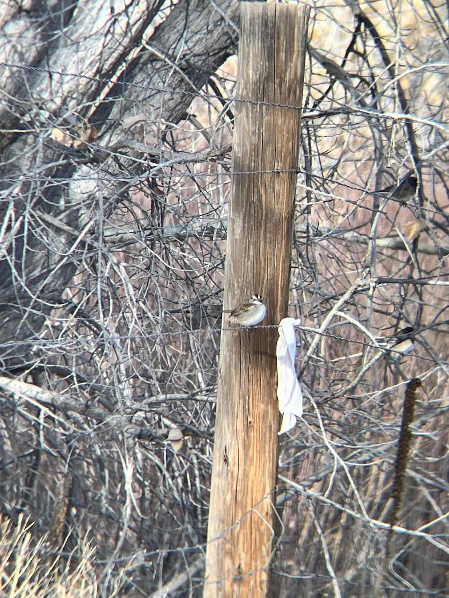 White-throated Sparrow - ML647551849