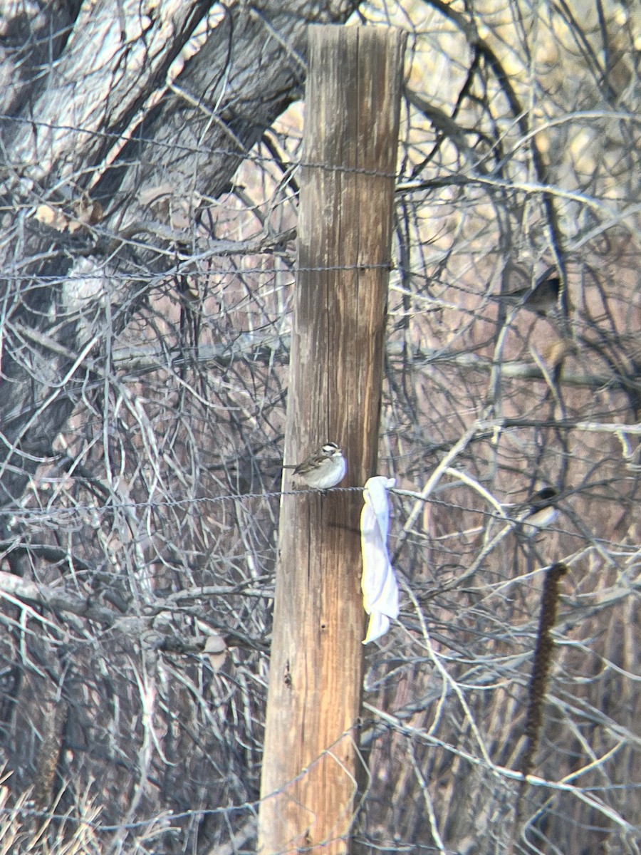 White-throated Sparrow - ML647551850