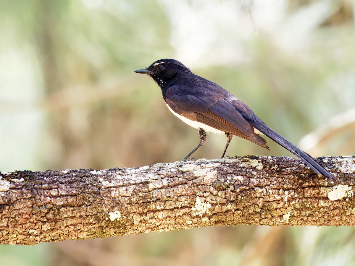 Willie-wagtail - ML647551851