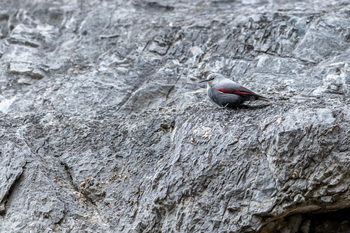 Wallcreeper - ML647551854