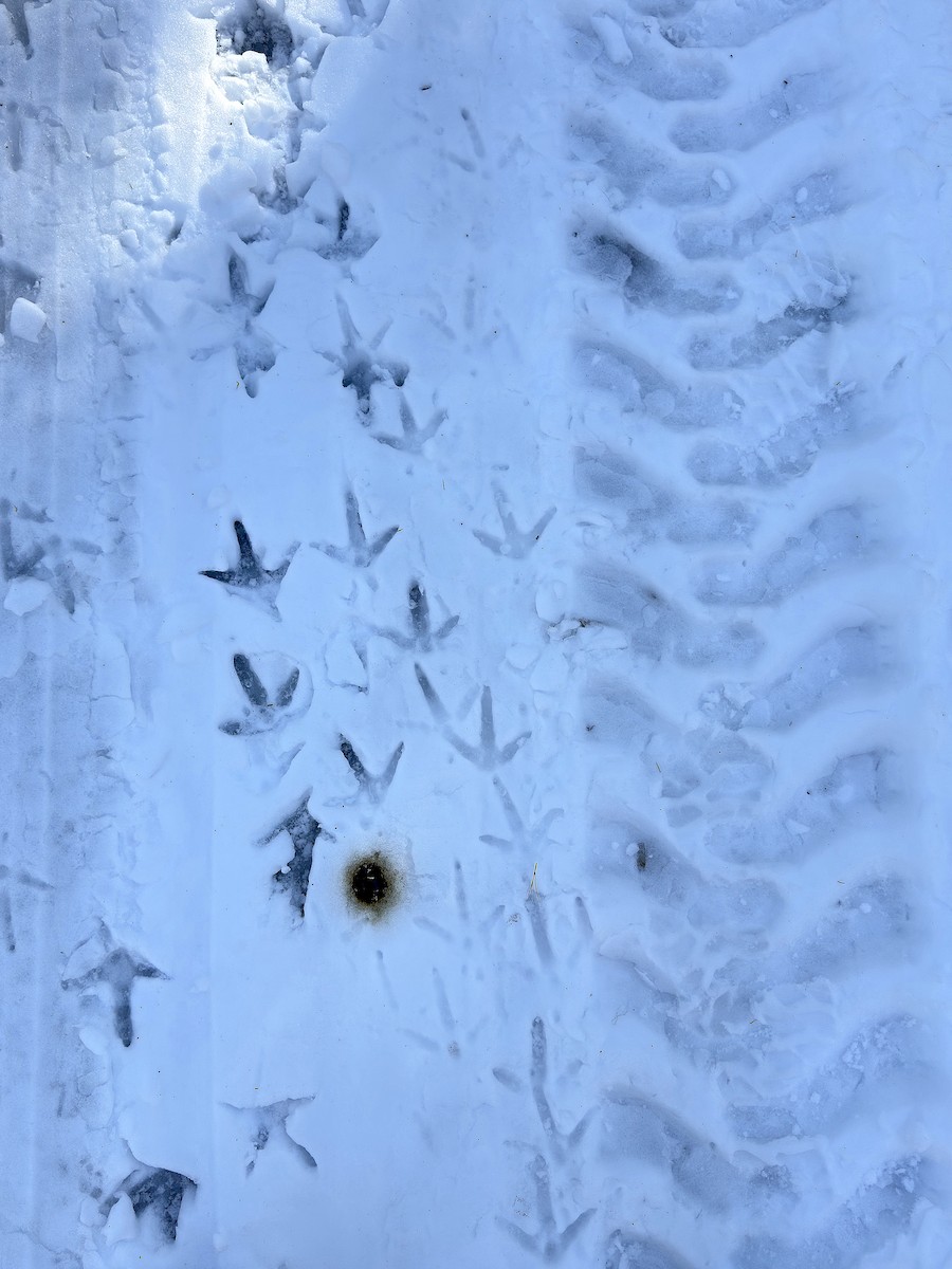 Wild Turkey - ML647551855