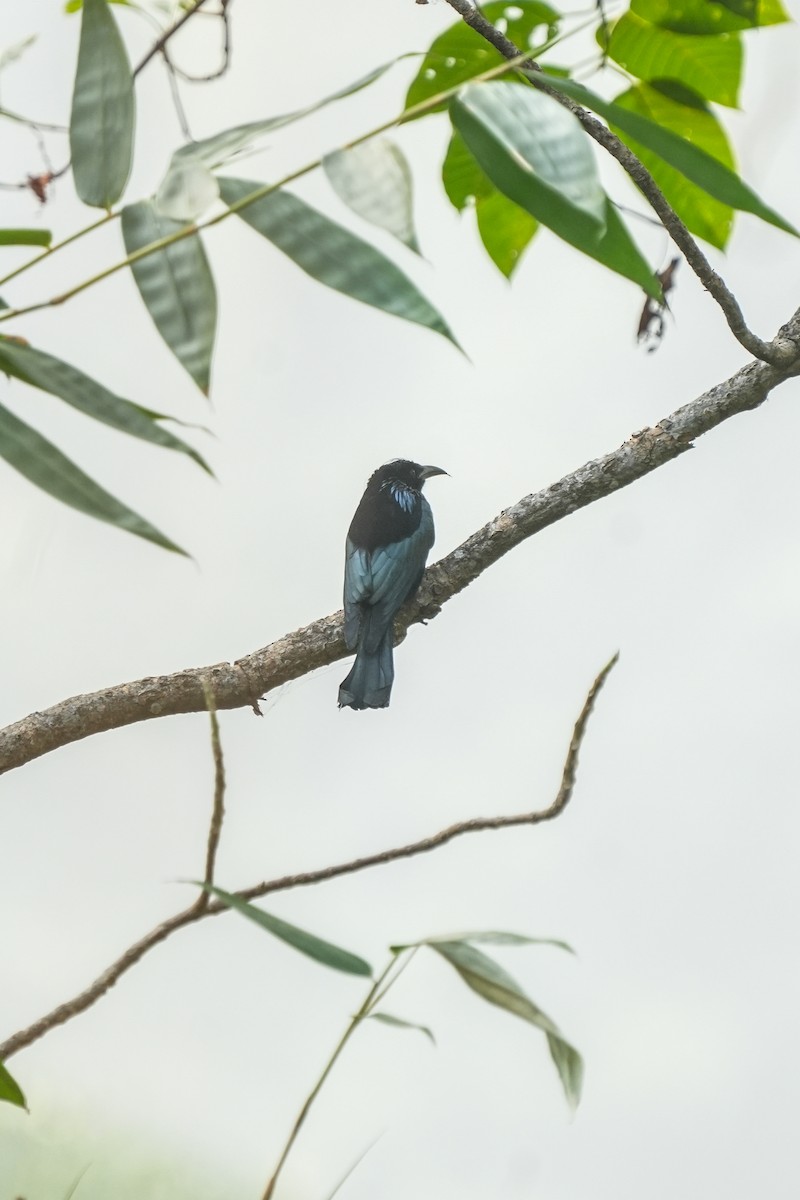 Hair-crested Drongo - ML647551861
