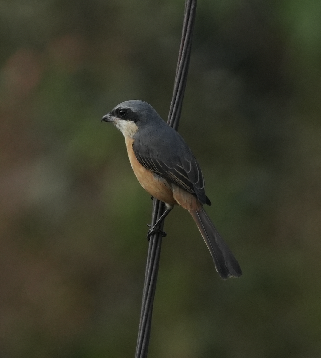 Тибетский сорокопут - ML647551866