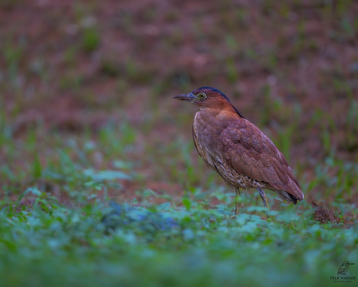 Malay Gece Balıkçılı - ML647551870