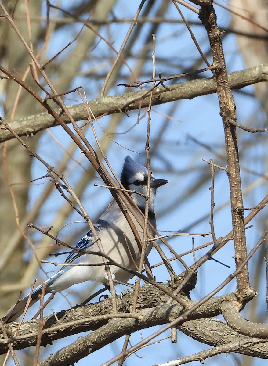 Blue Jay - ML647551886