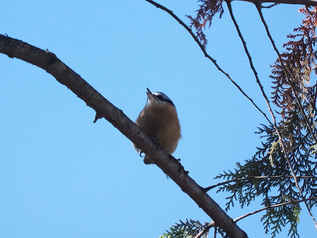 Eurasian Nuthatch (Chinese) - ML647551913