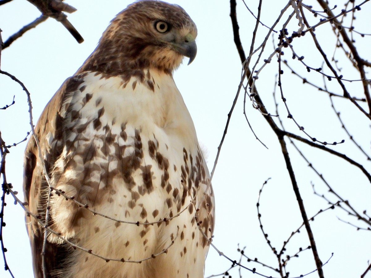 Red-tailed Hawk - ML647551914