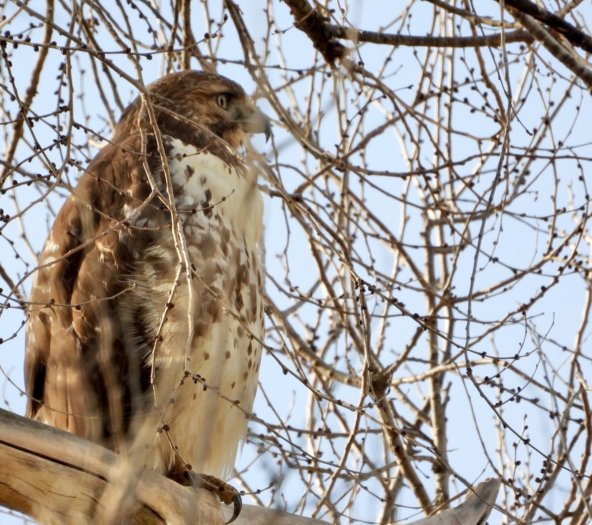 Red-tailed Hawk - ML647551915