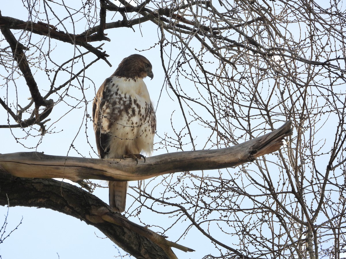Red-tailed Hawk - ML647551916