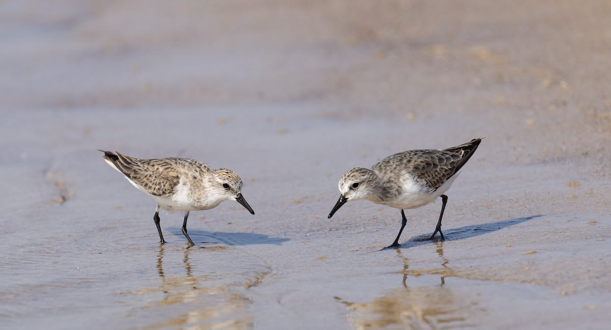 Red-necked Stint - ML647551945