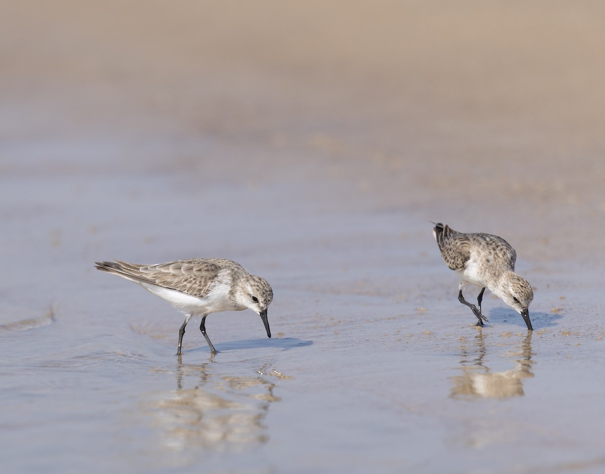 Red-necked Stint - ML647551946