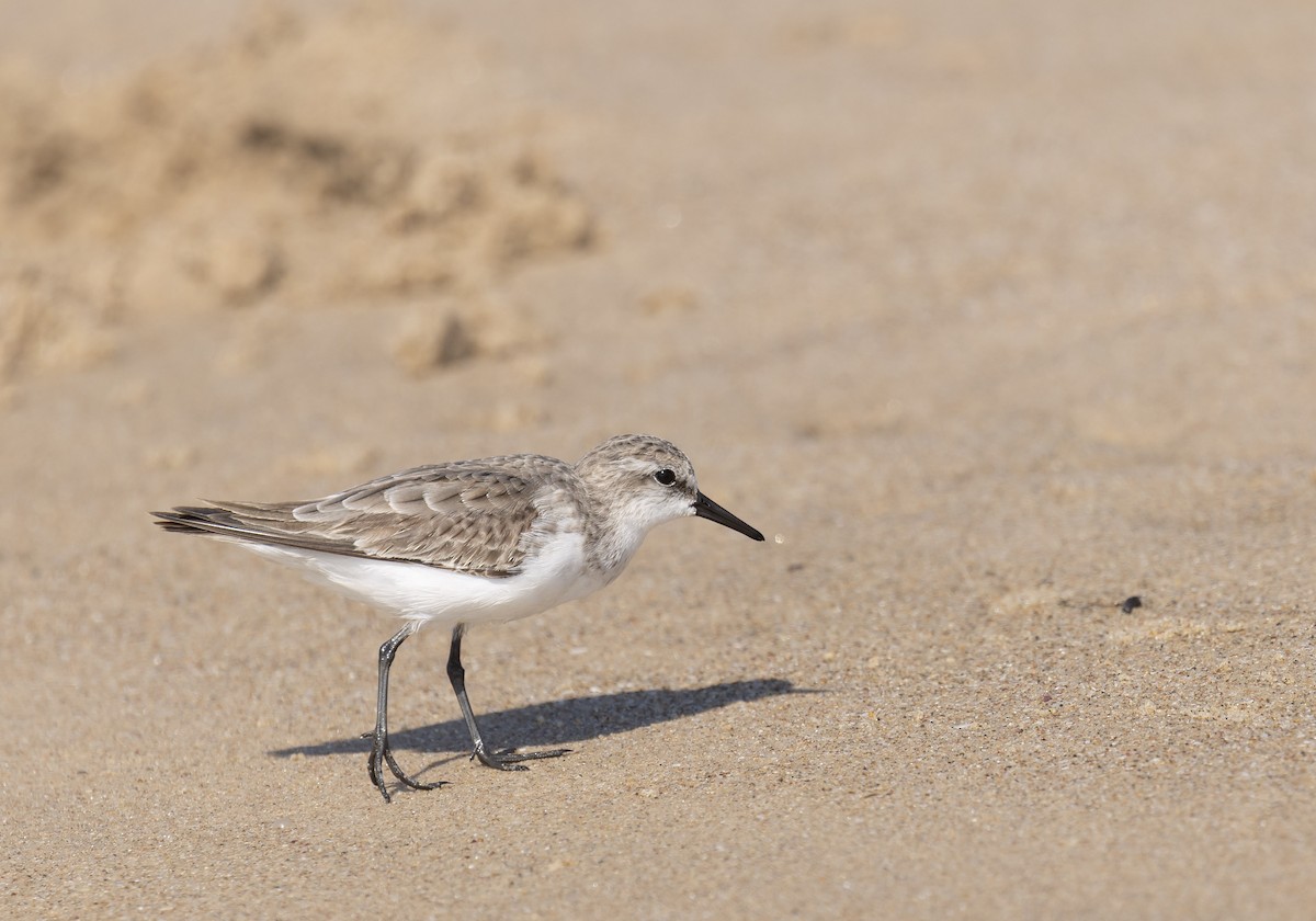 Red-necked Stint - ML647551947