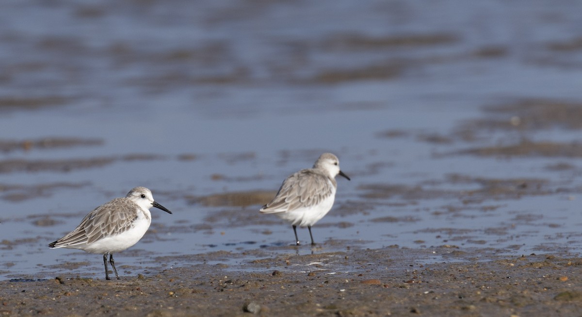 Sanderling - ML647551951