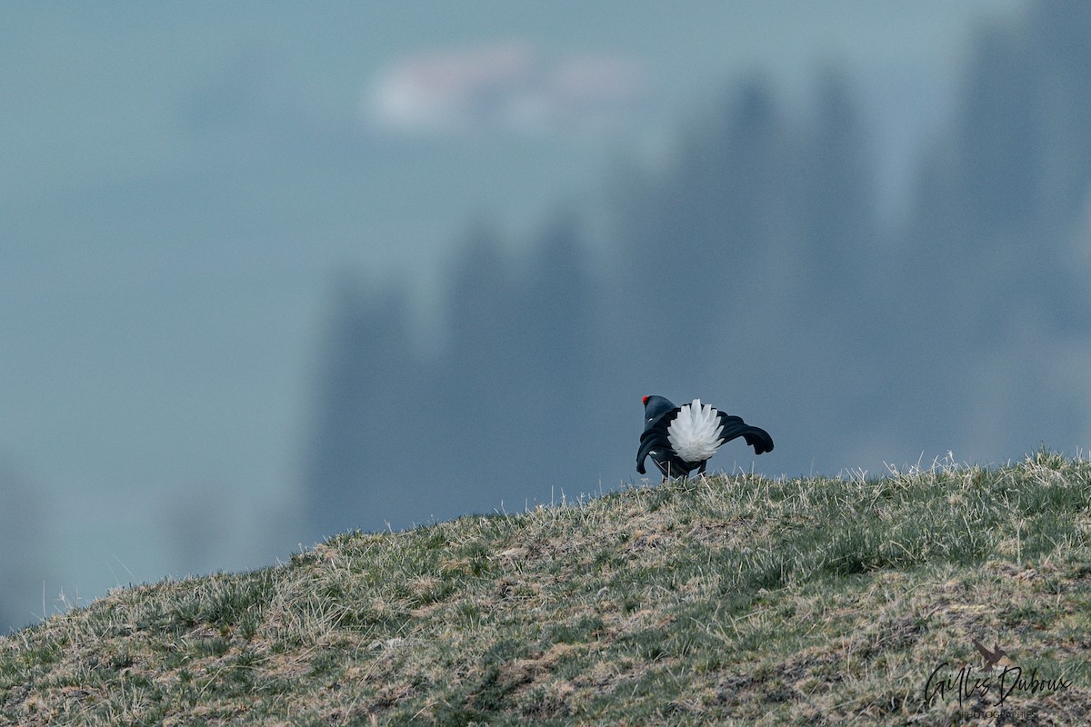 Black Grouse - ML647551952