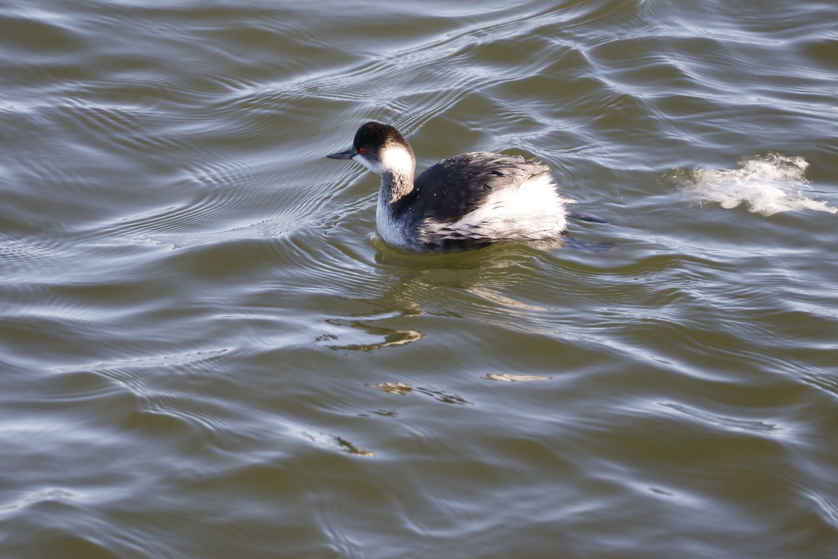 Пірникоза чорношия - ML647551953