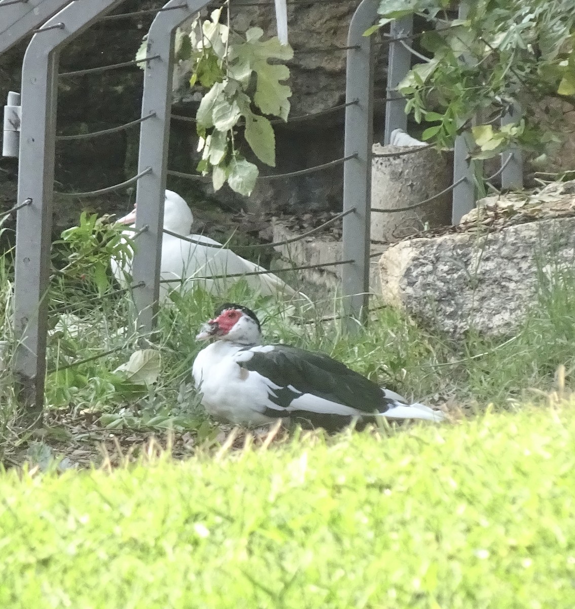 Muscovy Duck (Domestic type) - ML647551959