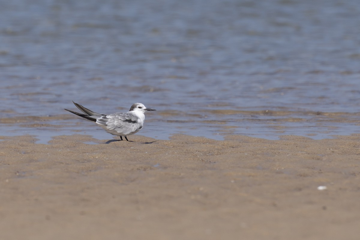 Aleutian Tern - ML647551960