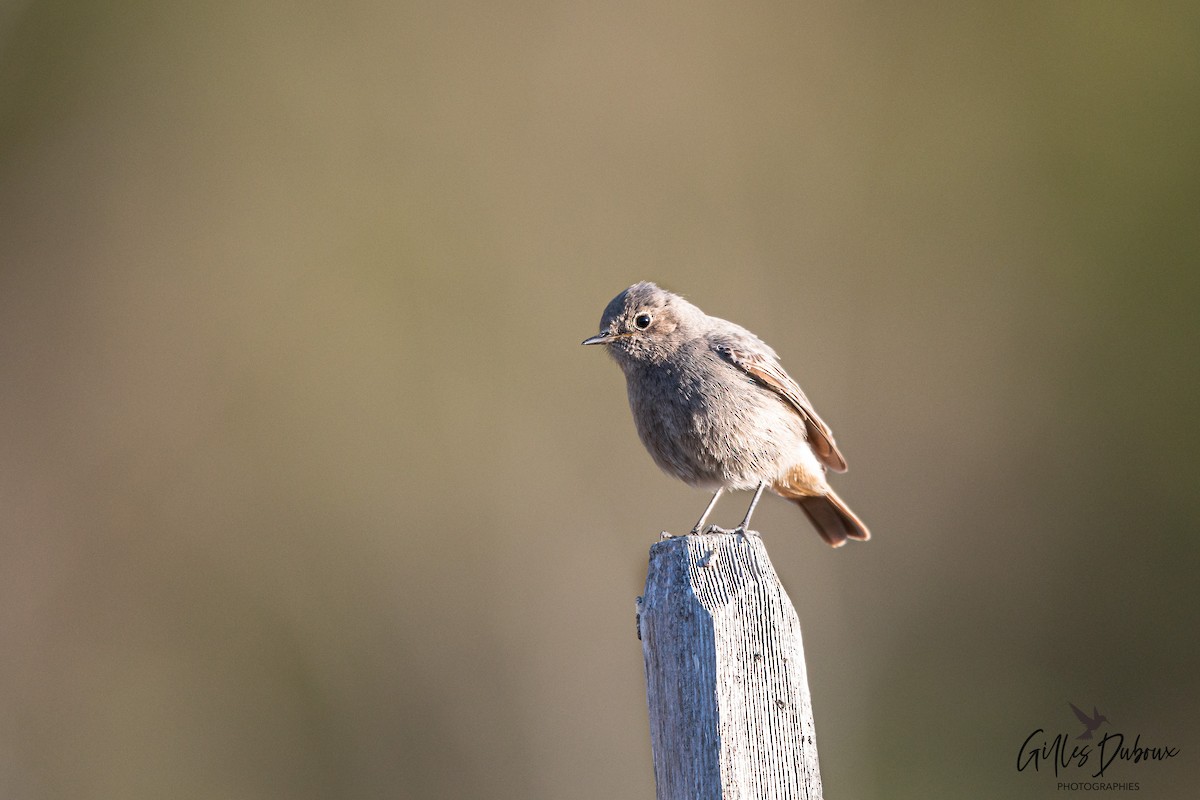 Black Redstart (Western) - ML647551964