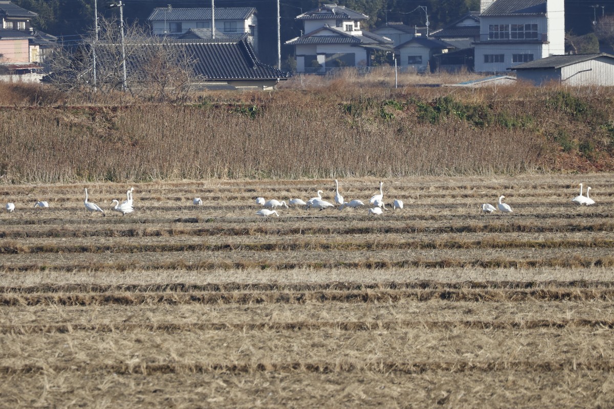 Лебідь-кликун - ML647551965