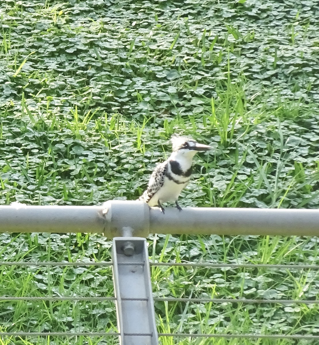 Pied Kingfisher - ML647551966