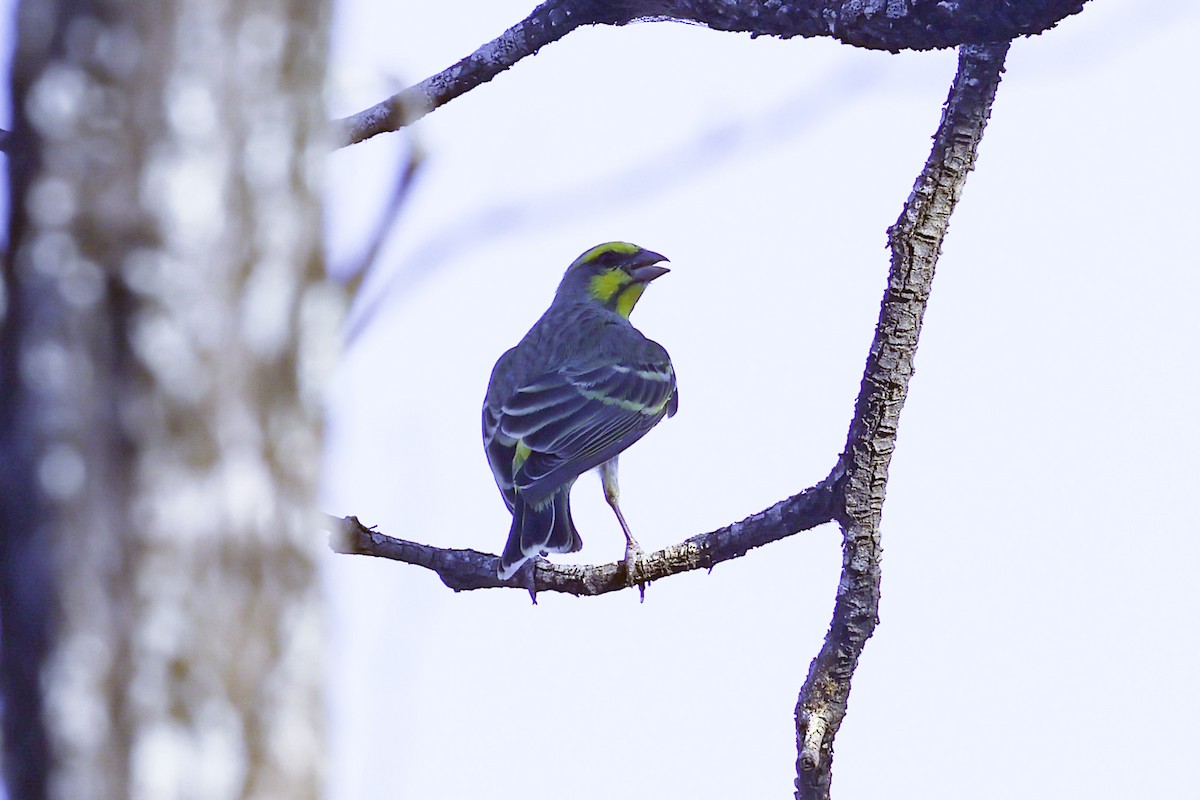 Yellow-fronted Canary - ML647551967