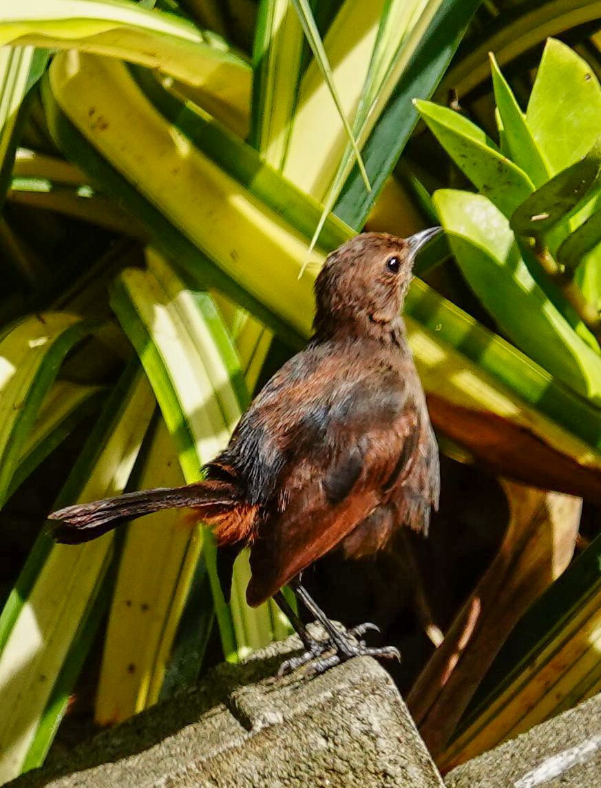 Indian Robin - ML647551968