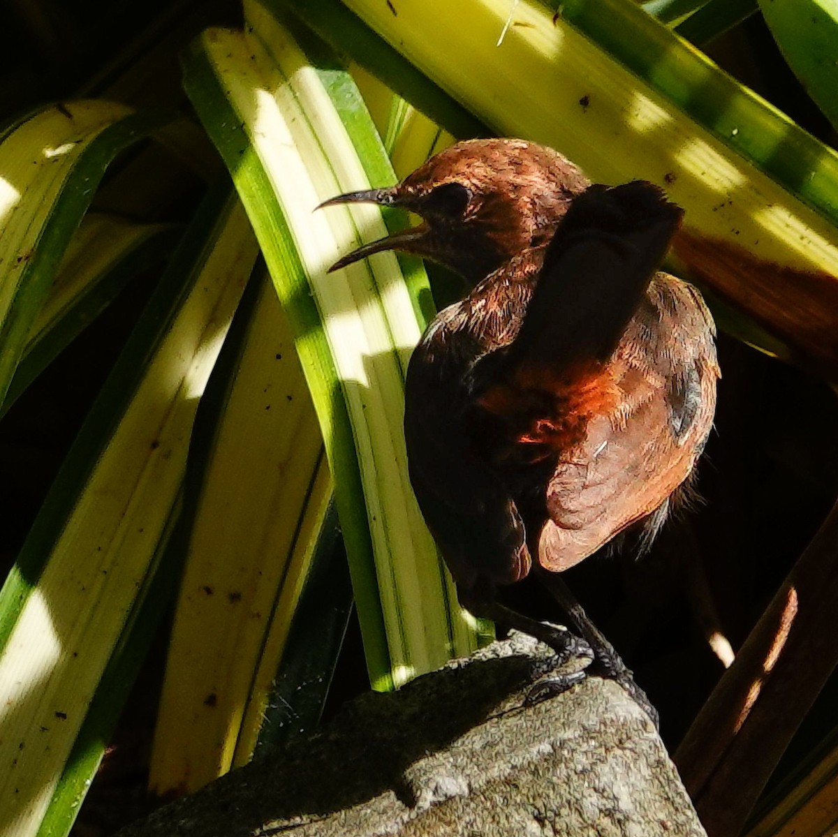 Indian Robin - ML647551969